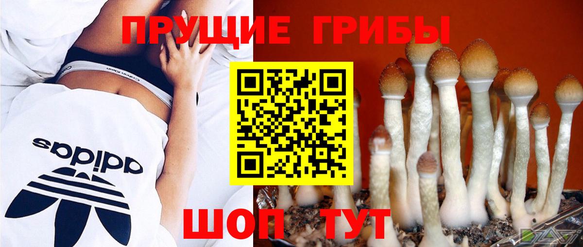 Галлюциногенные грибы Cubensis Рославль